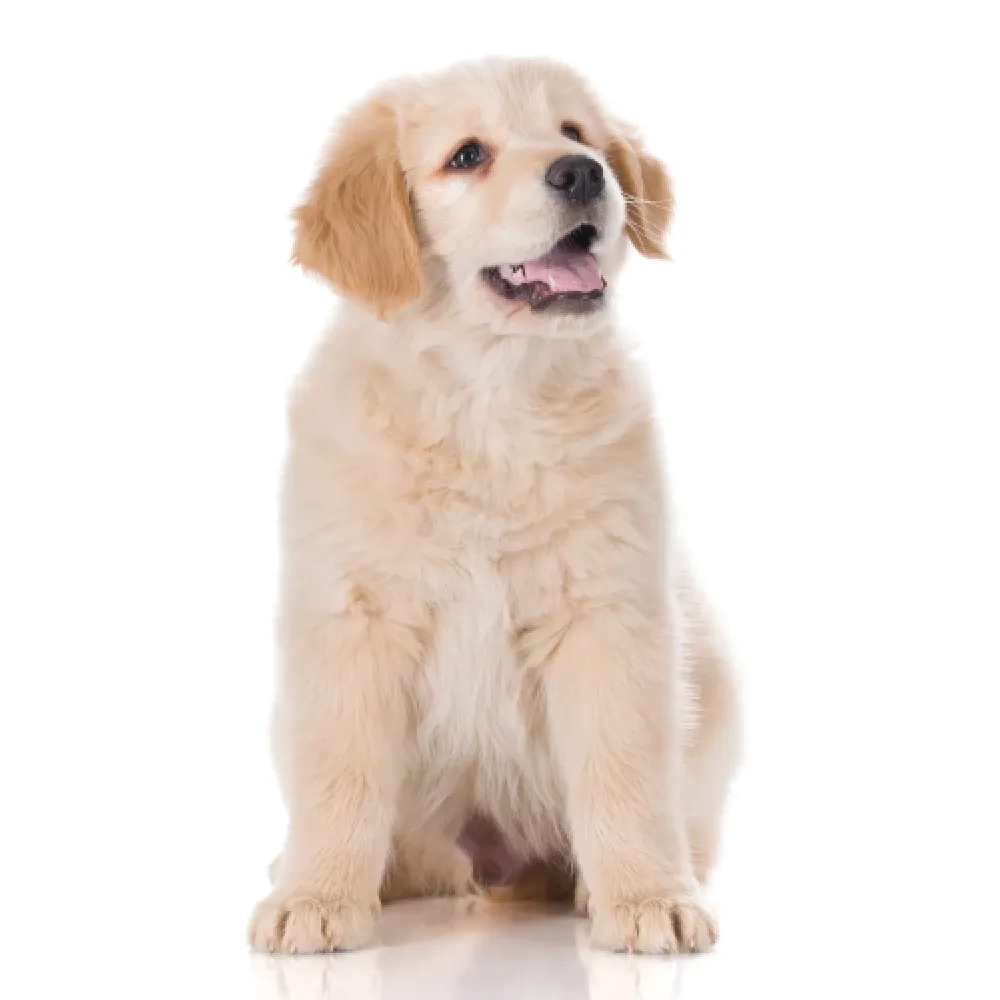 Imagem do filhote de Golden Retriever